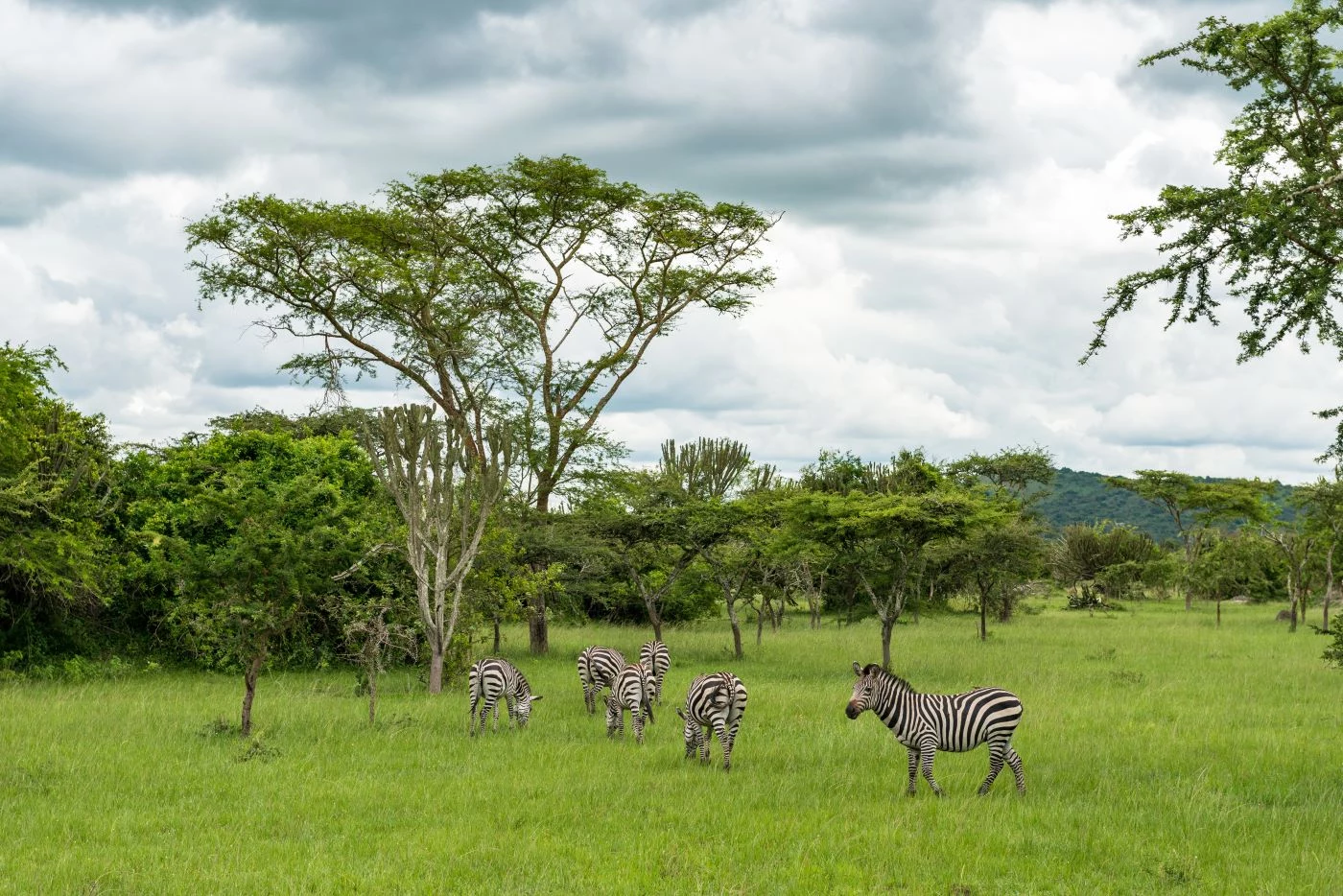 Uganda: nel regno dei primati